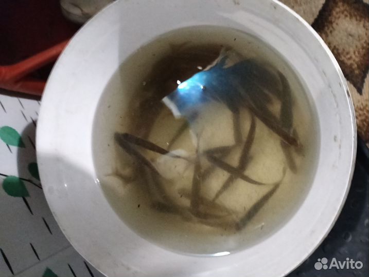 Живец плотва