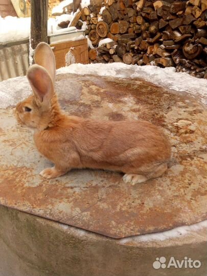 Кролик