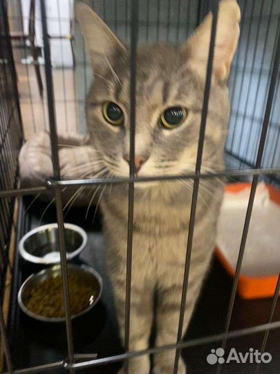 Самый нежный кот Дартаньян ждёт семью