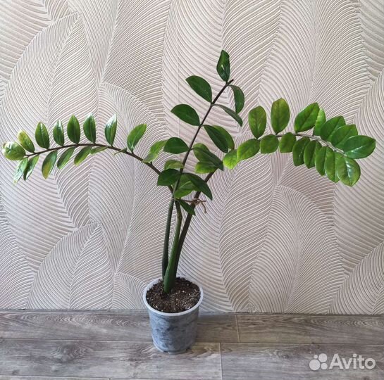 Замиокулькас