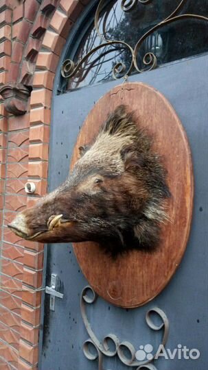 Чучело голова кабана