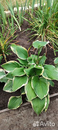 Хосты и Флоксы