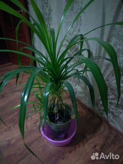 Цветок большой, комнатный