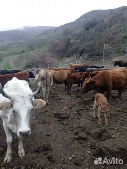 Коровы с телятами