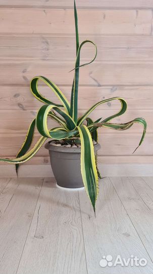 Агава пестролистная