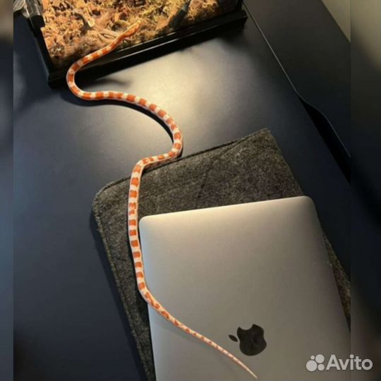 Змея Маисовый полоз с террариумом