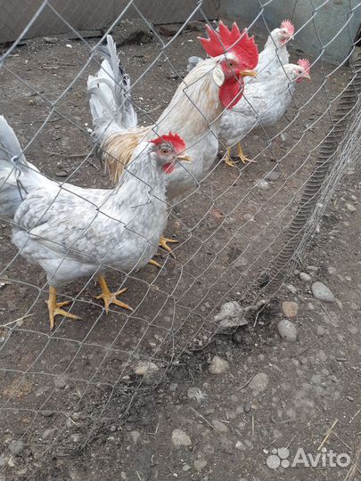 Яйцо для инкубации пародной птицы