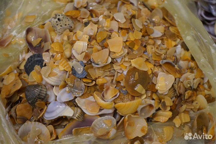 Морские ракушки