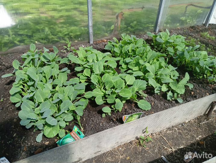 Рассада помидоров томатов, огурцы, перец сладкий