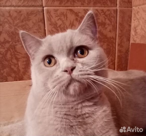 Кот лилового окраса