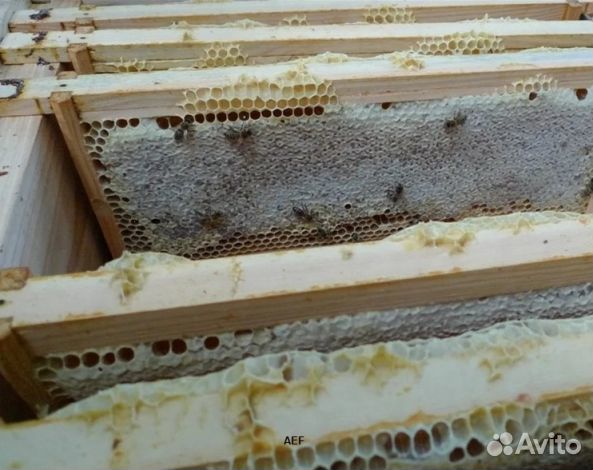 Мед 2024 года натуральный оптом