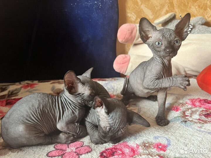 Канадский сфинкс котенок