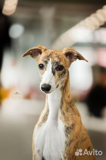 Щенки уиппета