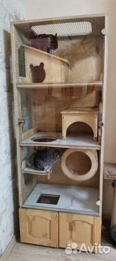 Витрина и семья шиншилл