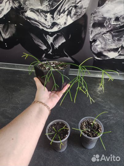 Филодендрон Ринг оф файер,сингониумы, папоротники