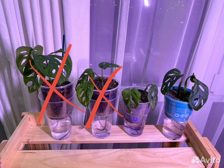 Монстера манки маск 2черенка в стаканчике