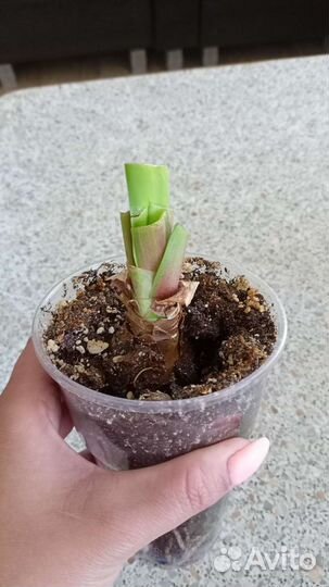 Гиппеаструм амариллис луковицы