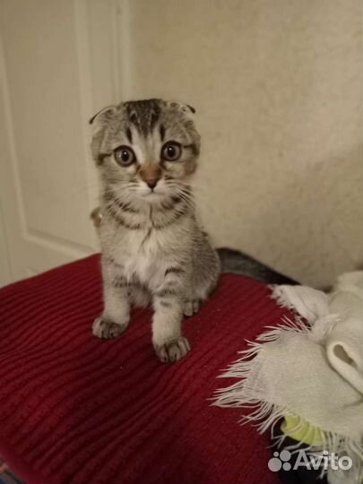 Шотландский вислоухий кот для вязки