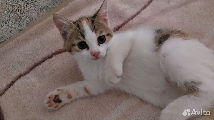Кошка
