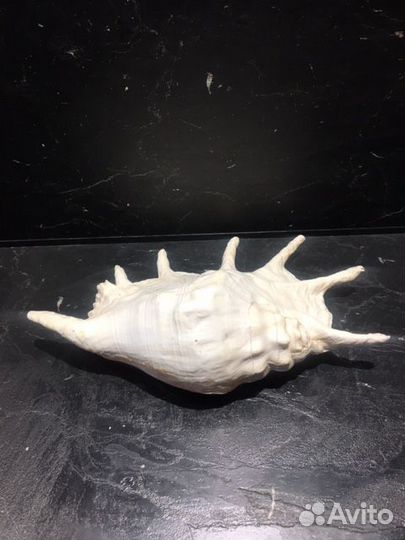 Раковина морская большая