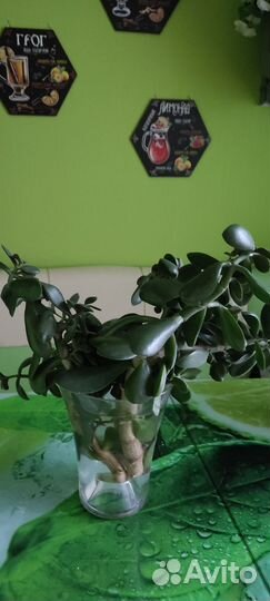 Отростки цветов