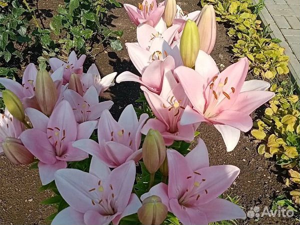 Лилии луковицы сорт чайковский