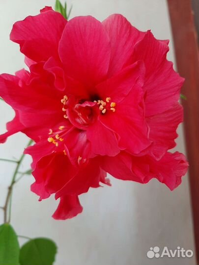 Гибискус Дабл кона