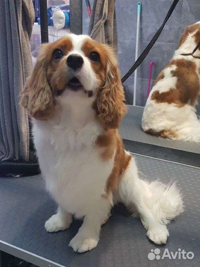 Груминг салон. Стрижка собак и кошек. г.Одинцово