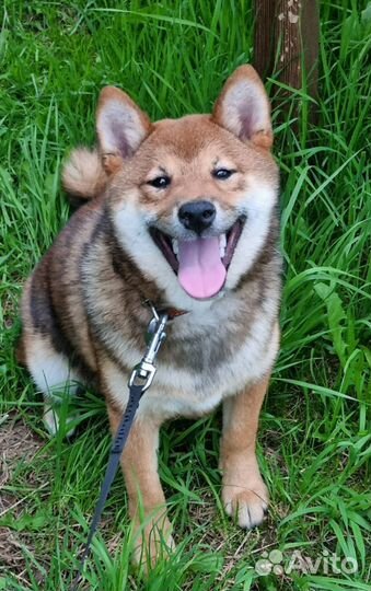 Щенки Сиба-ину
