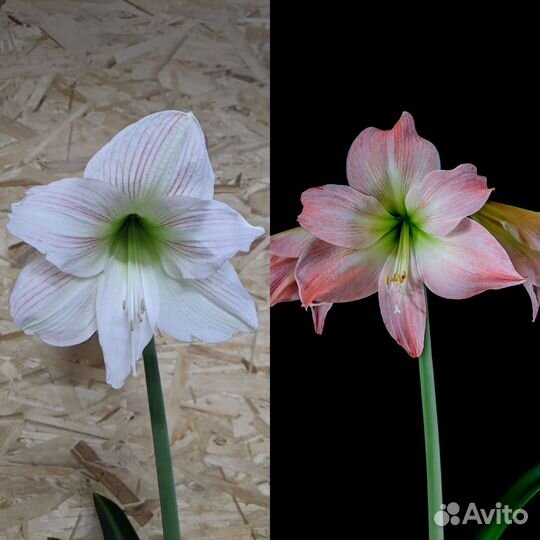 Семена гиппеаструма