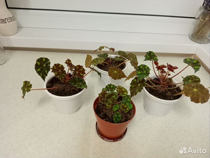 Бегония тигровая Бауэра, комнатные цветы