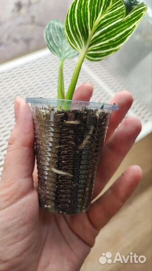 Филодендрон биркин