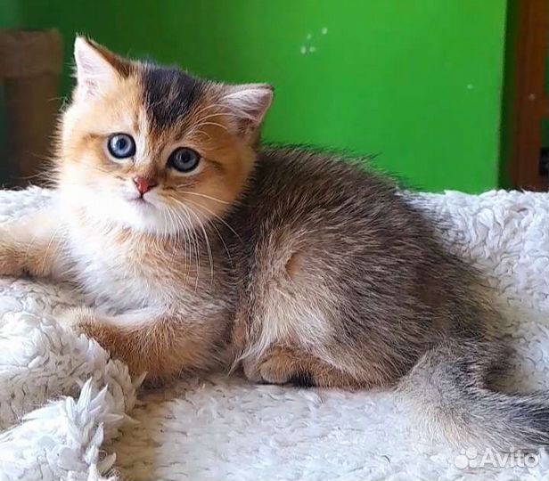 Кошка золотая. Питомник