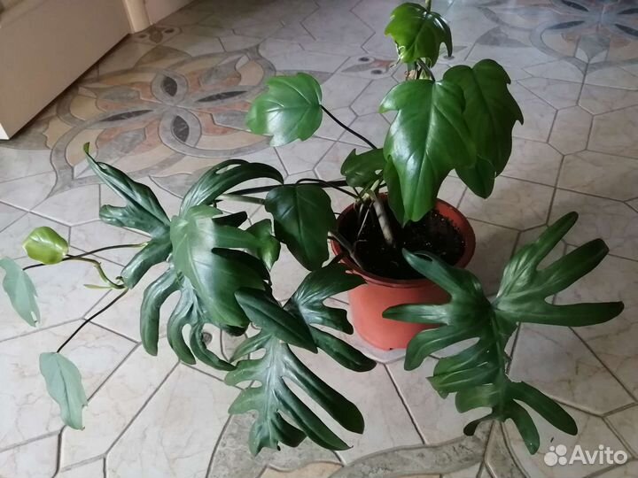 Филодендроны