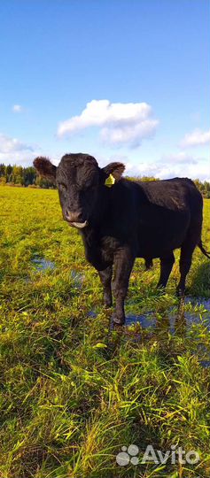Быки абердин ангус