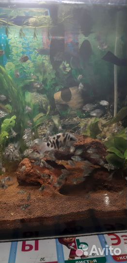 Рыба мальки сапфирового попугая аквариумные рыбки