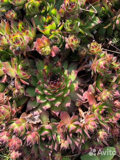 Молодило, растение