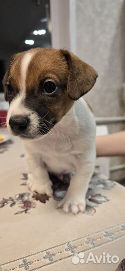 Щенок джек рассел