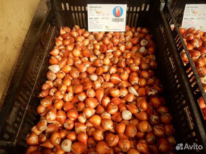 Луковицы тюльпанов