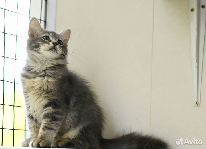 Котенок Бетти в добрые руки