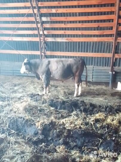 Быки и телки