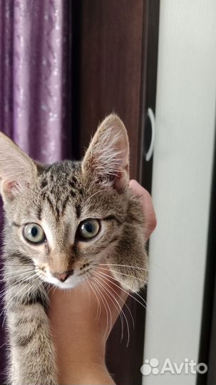 Котенок в добрые руки