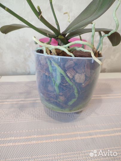 Орхидея фаленопсис