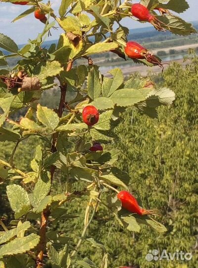 Рання капуста, шиповник,Черемуха отборная,сладкая