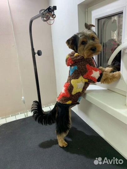 Одежда для собак