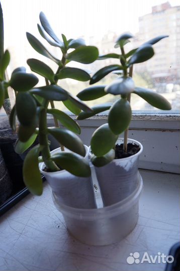 Толстянка (денежное дерево) тещин язык(Сансевиерия