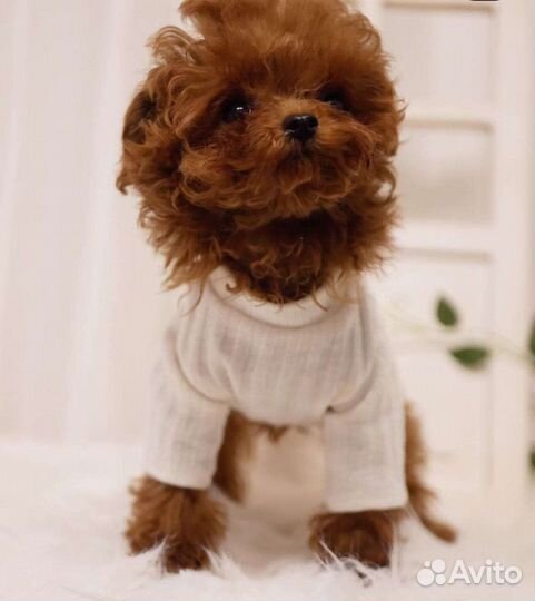 Микро пудель девочка Тедди