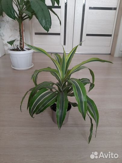 Драцены, Папоротник, Радермахера