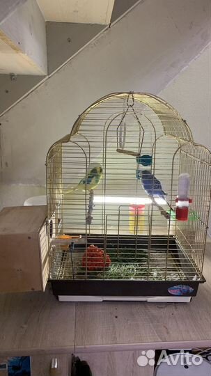 Попугай волнистые девочка и мальчик