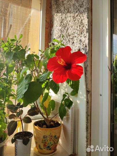 Комнатные цветы